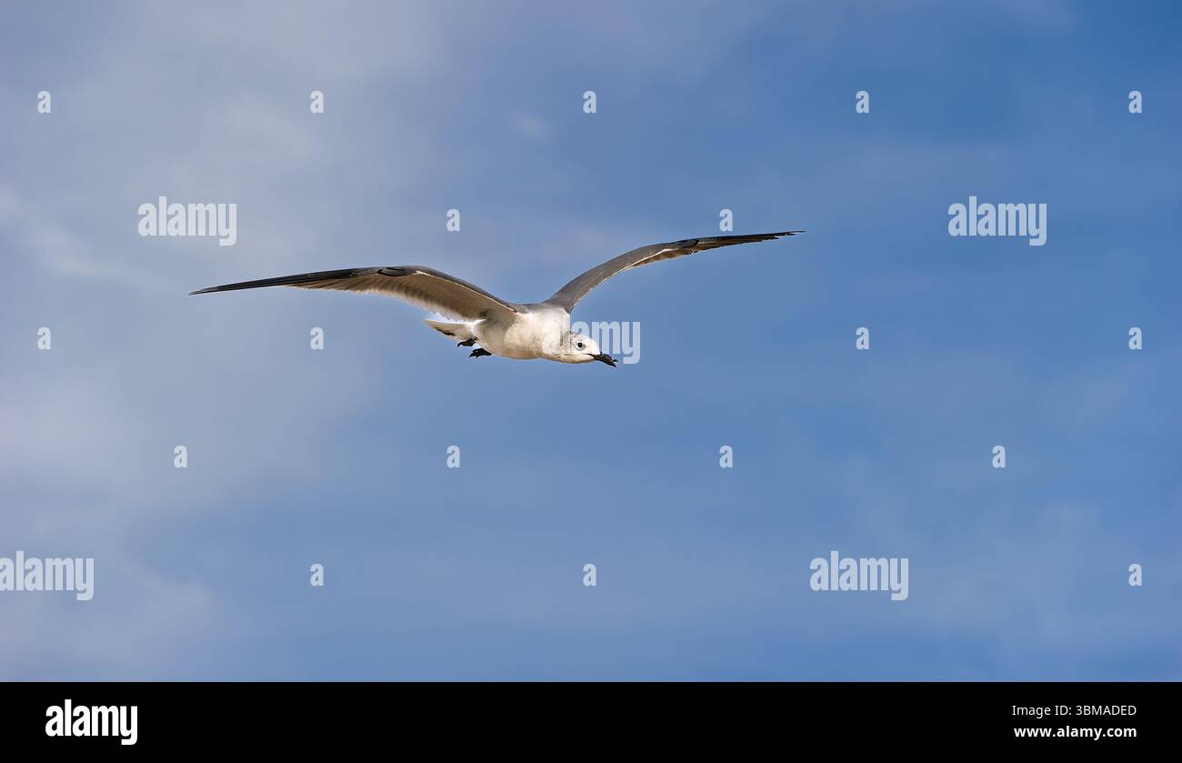 Un gabbiano sta volando con ali sparsi sullo sfondo di Ocean Wave Beach Foto Stock