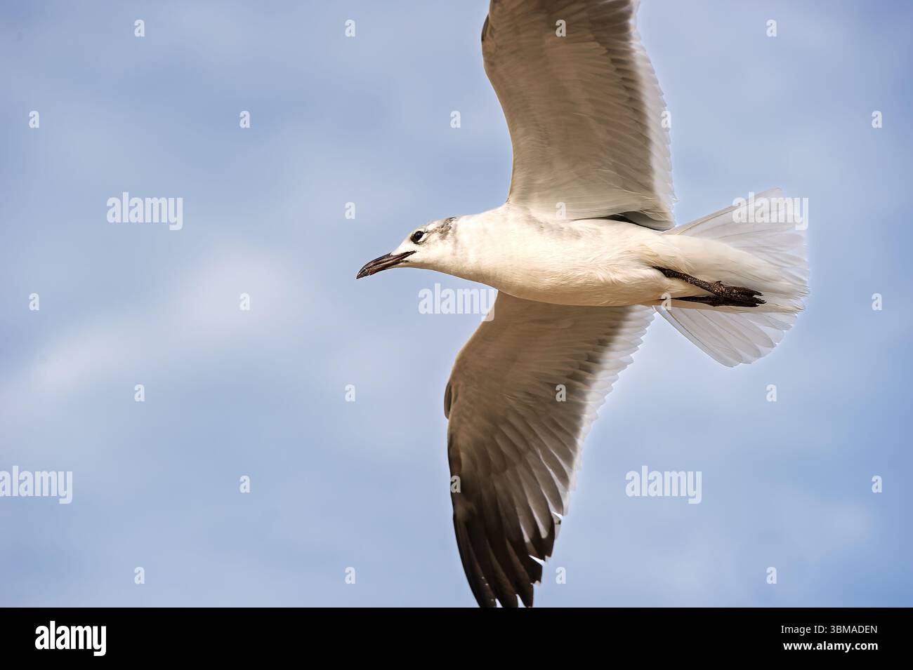 Un gabbiano sta volando con ali sparsi sullo sfondo di Ocean Wave Beach Foto Stock