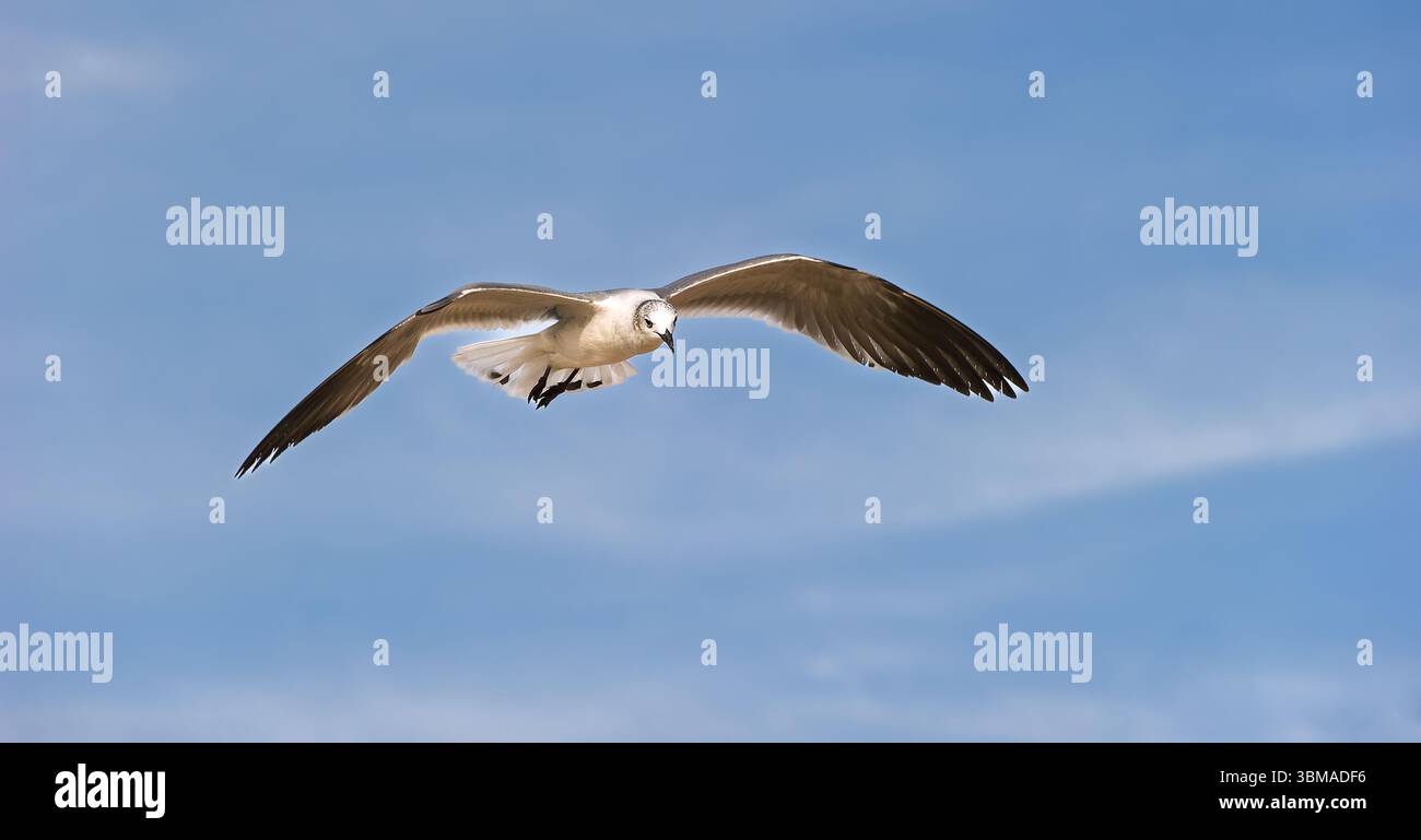 Un gabbiano sta volando con ali sparsi sullo sfondo di Ocean Wave Beach Foto Stock