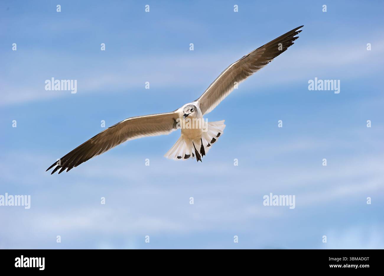 Un gabbiano sta volando con ali sparsi sullo sfondo di Ocean Wave Beach Foto Stock