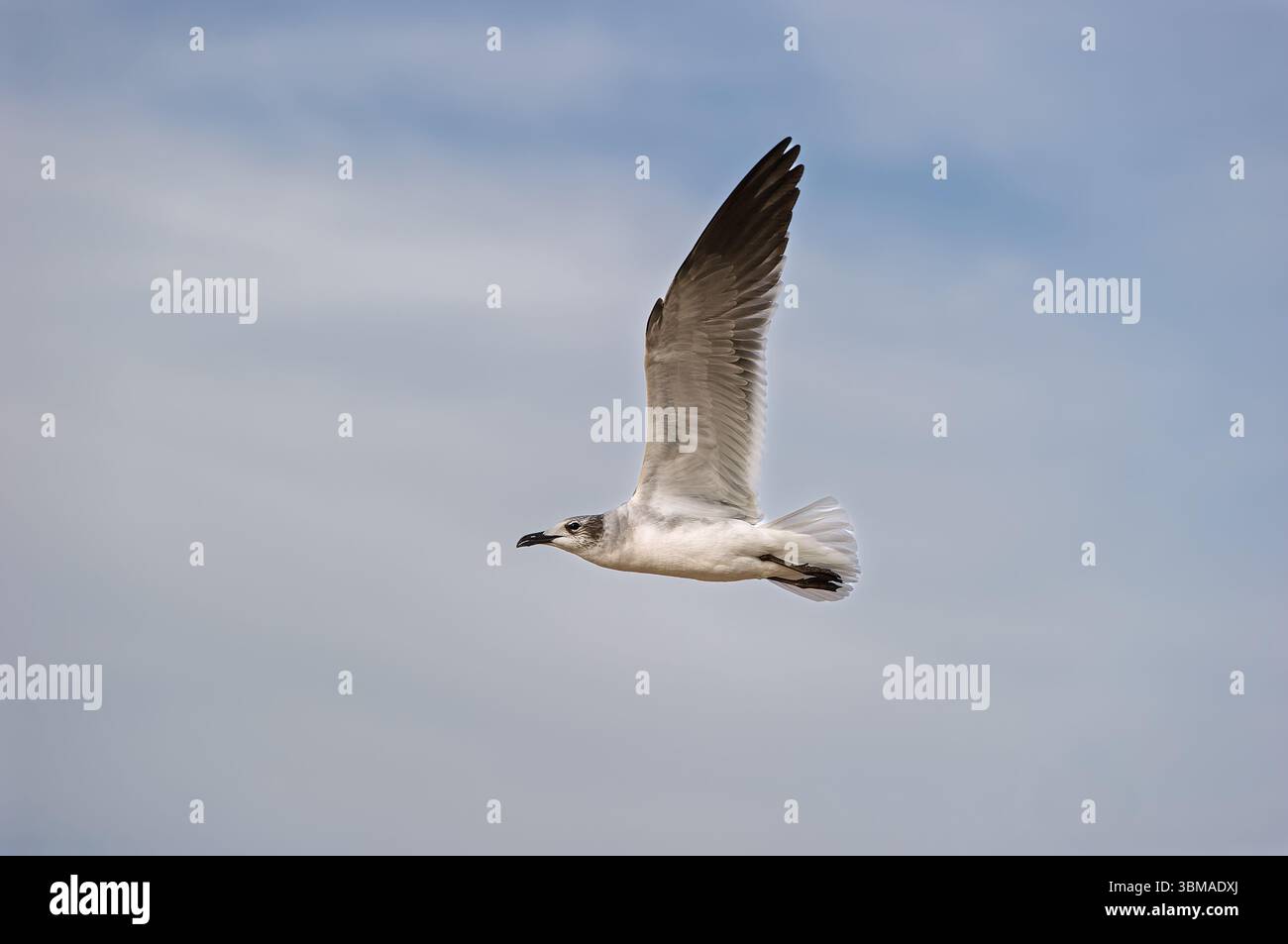 Un gabbiano sta volando con ali sparse su sfondo Blue Sky Foto Stock