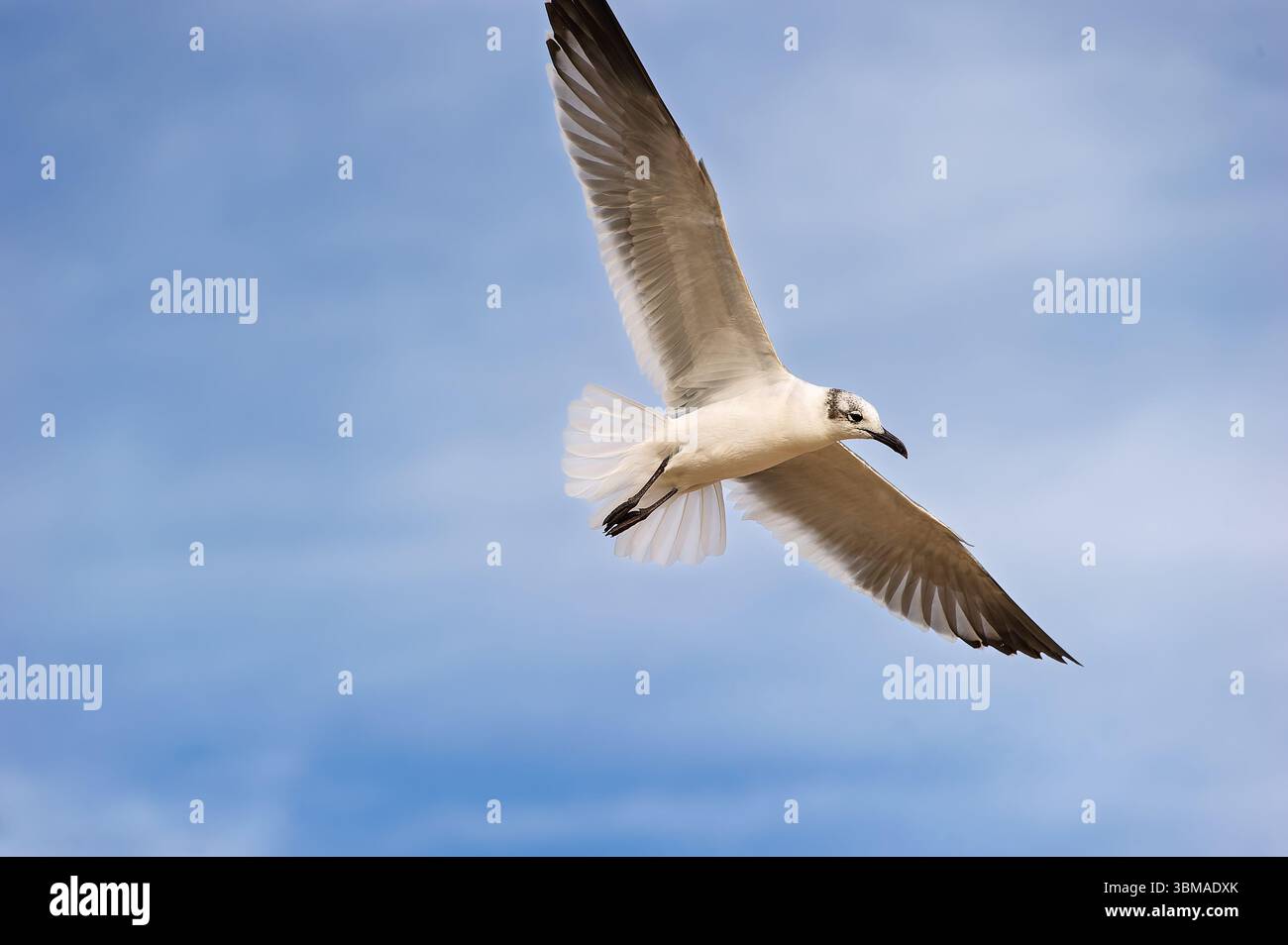 Un gabbiano sta volando con ali sparse su sfondo Blue Sky Foto Stock