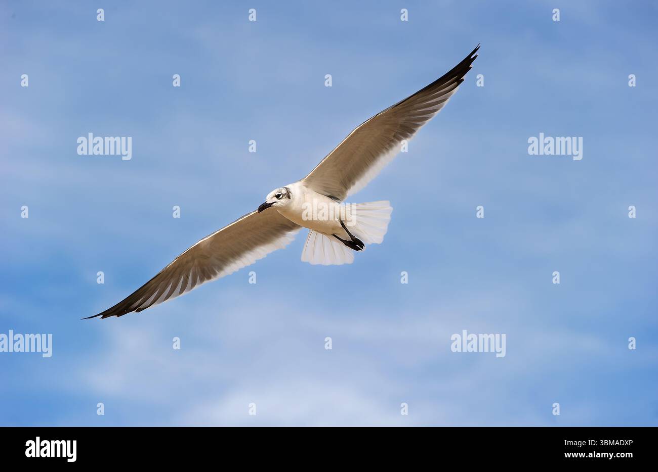 Un gabbiano sta volando con ali sparse su sfondo Blue Sky Foto Stock