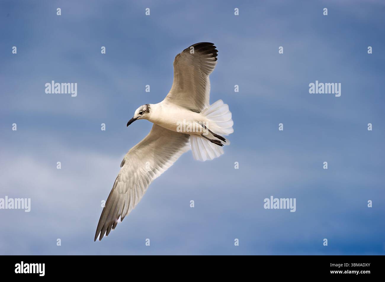 Un gabbiano sta volando con ali sparse su sfondo Blue Sky Foto Stock