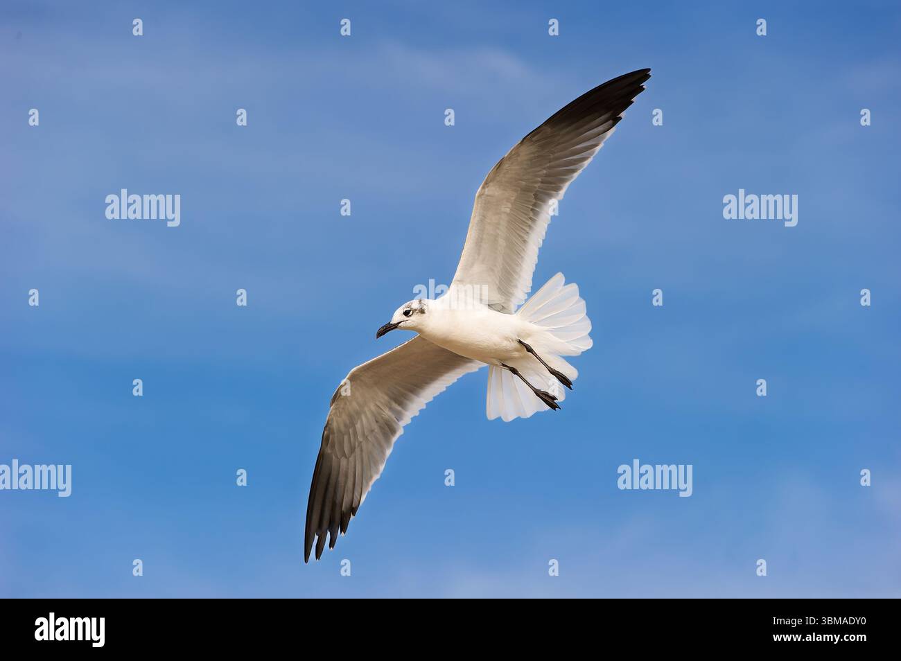 Un gabbiano sta volando con ali sparse su sfondo Blue Sky Foto Stock