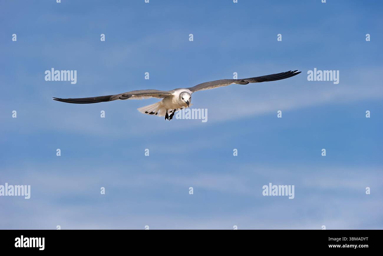 Un gabbiano sta volando con ali sparse su sfondo Blue Sky Foto Stock