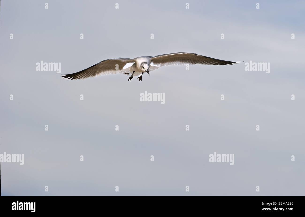 Un gabbiano sta volando con ali sparse su sfondo Blue Sky Foto Stock