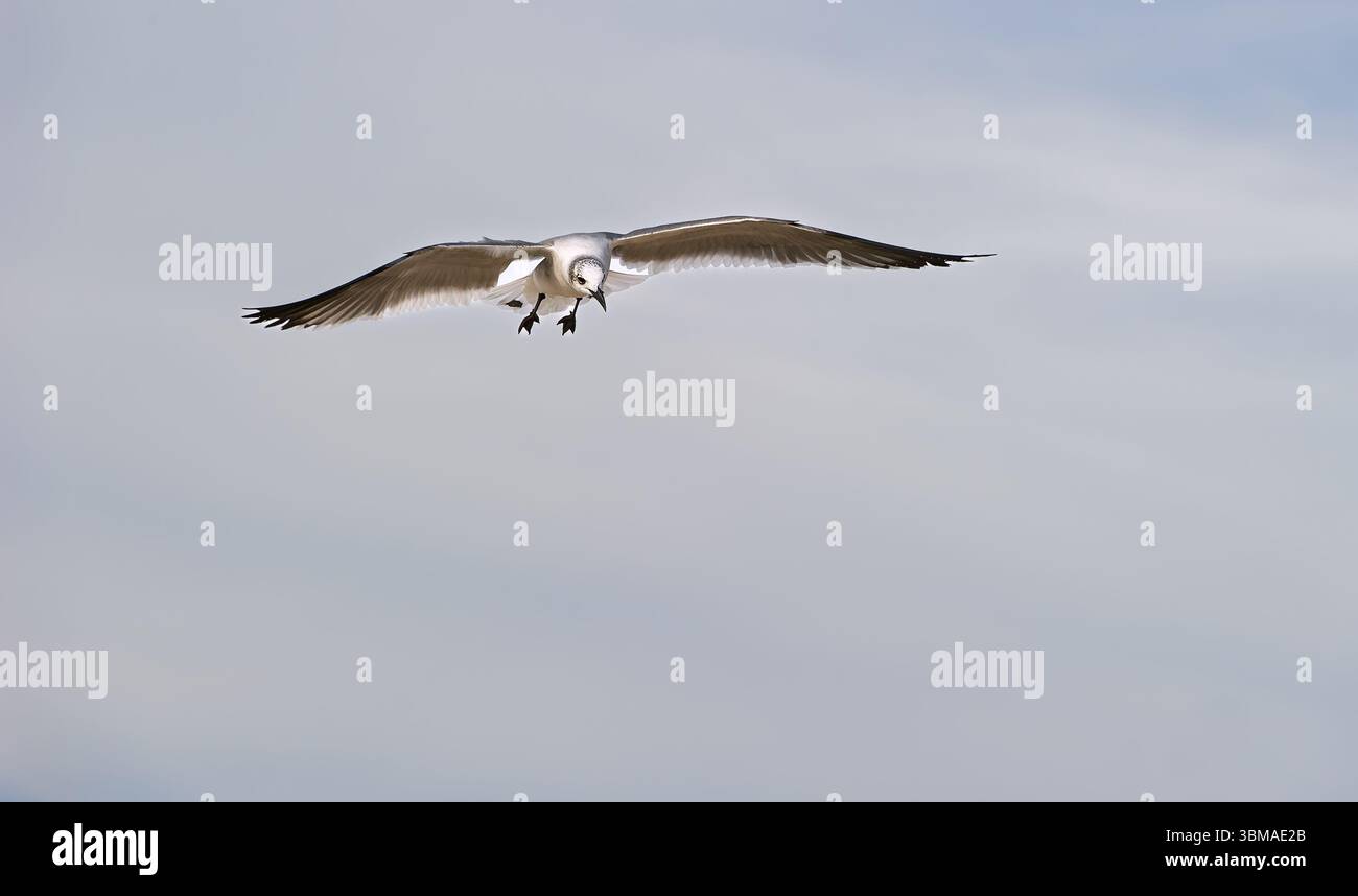 Un gabbiano sta volando con ali sparse su sfondo Blue Sky Foto Stock