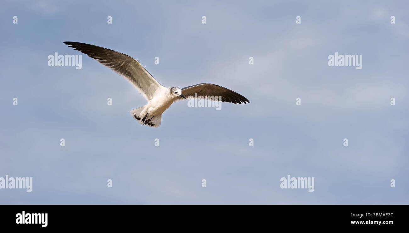 Un gabbiano sta volando con ali sparse su sfondo Blue Sky Foto Stock
