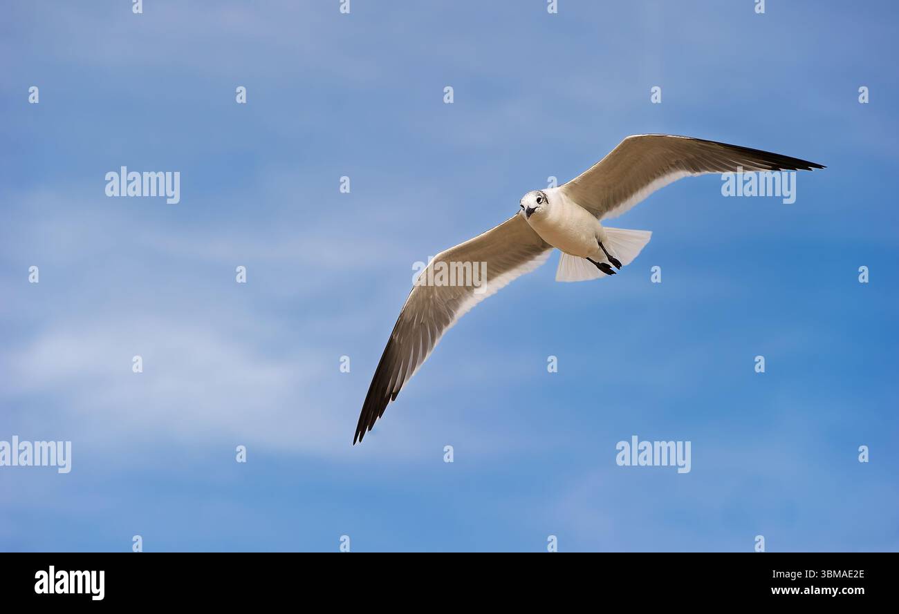 Un gabbiano sta volando con ali sparse su sfondo Blue Sky Foto Stock