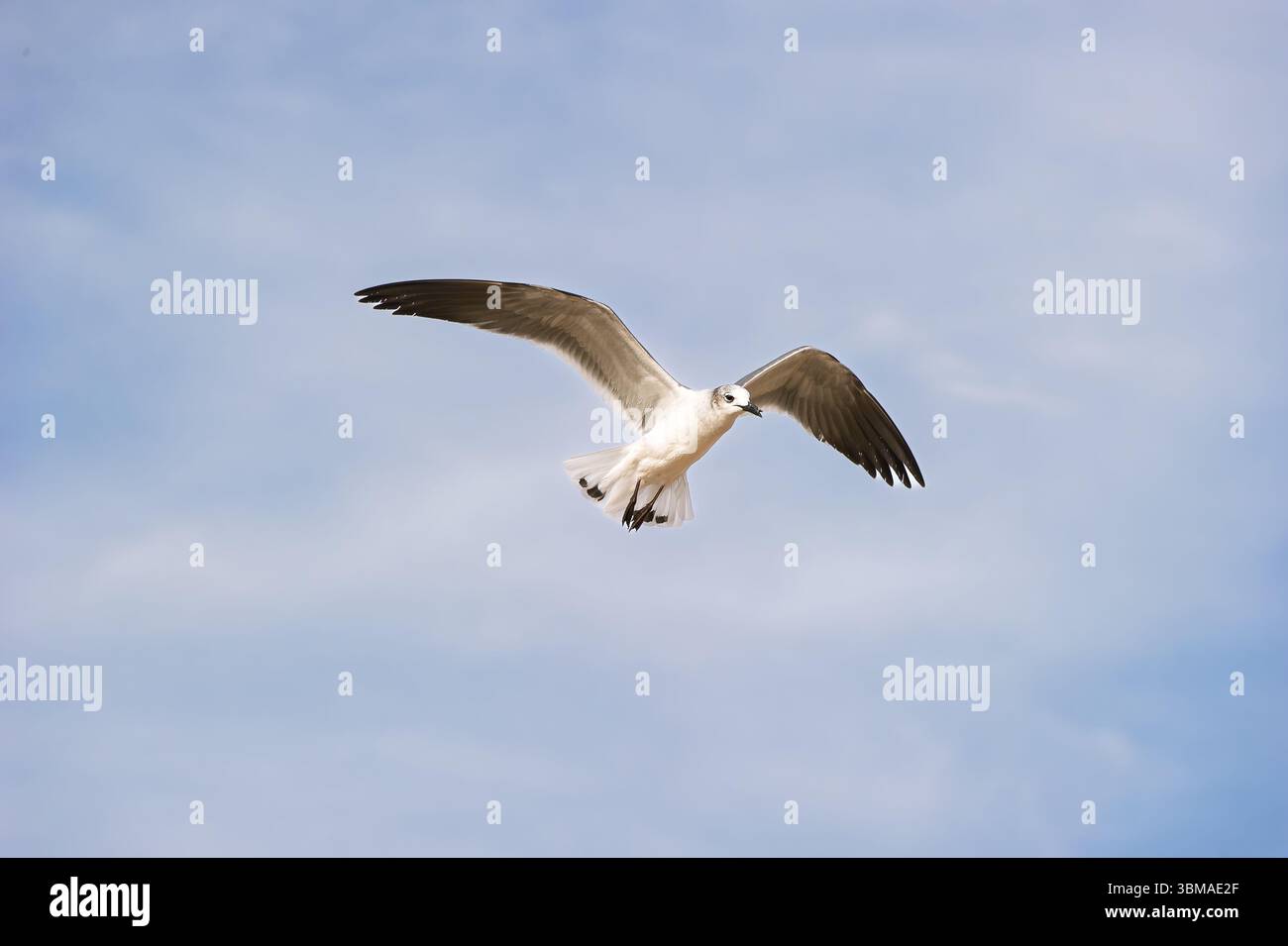 Un gabbiano sta volando con ali sparse su sfondo Blue Sky Foto Stock