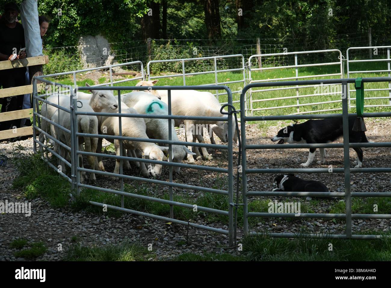 Pecore e cani da allevamento in una penna in Irlanda. Sono presenti due colletti di frontiera con il gregge, che dimostrano la gestione del bestiame o della mandria. Foto Stock