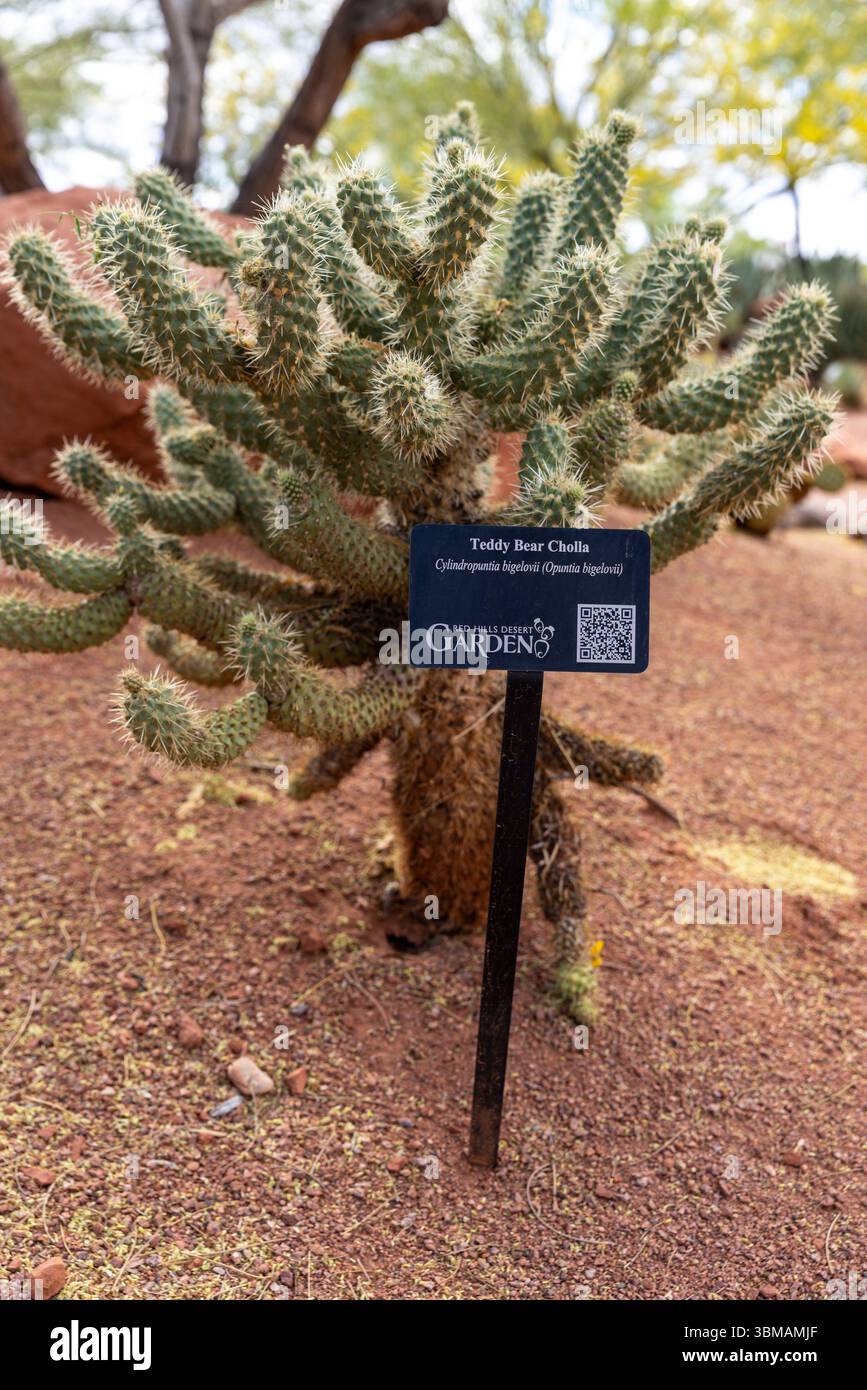 Il Red Hills Desert Garden di St George, Utah, è gratuito e aperto al pubblico e mette in mostra il paesaggio del deserto. Foto Stock