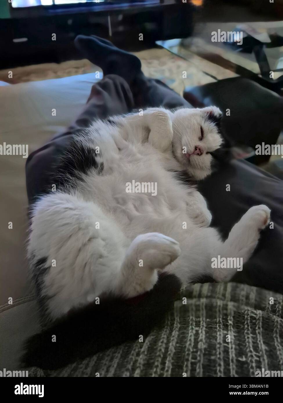 Gatto domestico in bianco e nero (Kitty) che si stende sulla schiena su di me piedi grandi che sembrano sonnolenti felici e bellissimi Foto Stock