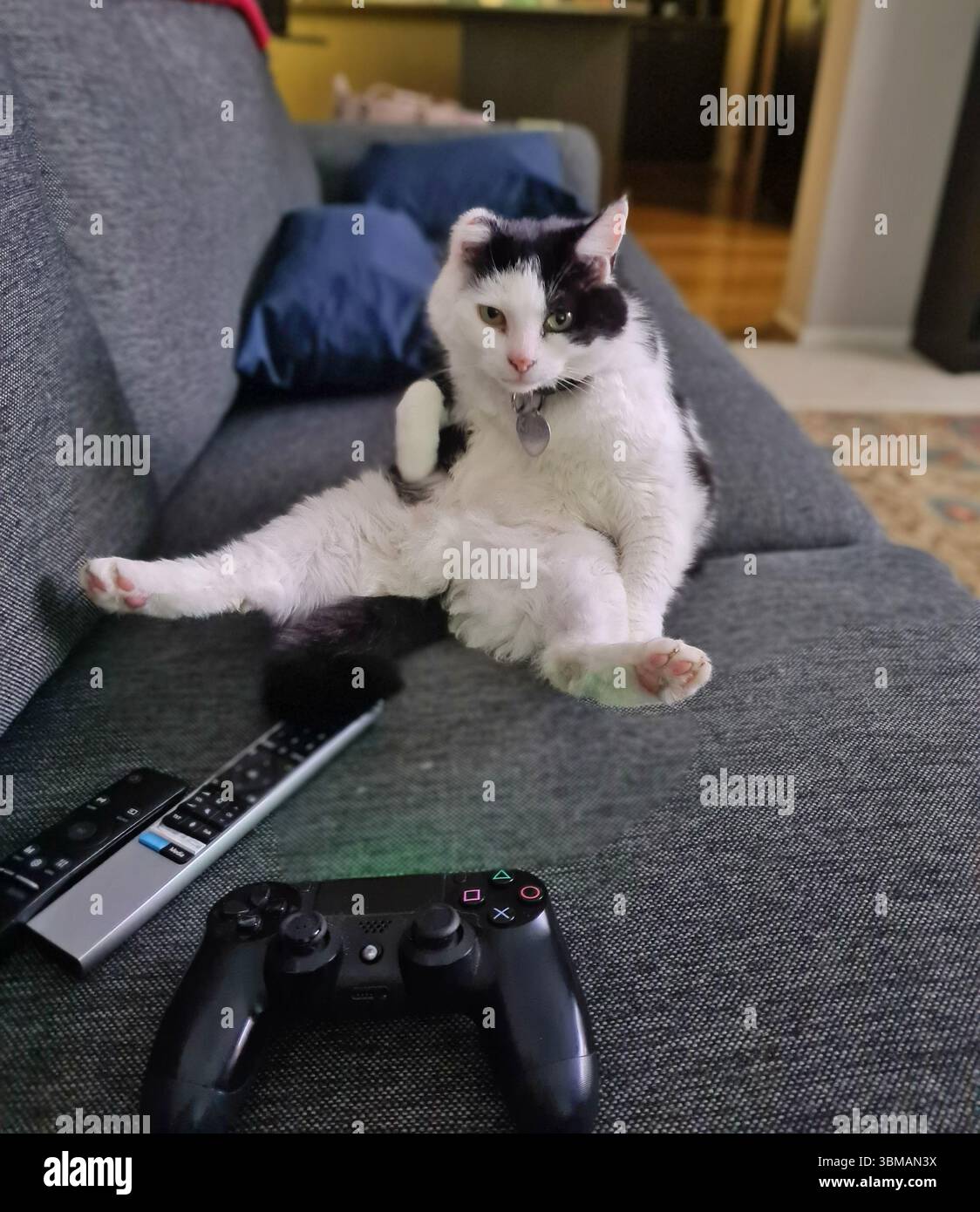 Il gatto domestico in bianco e nero (Kitty) sedeva sul divano di fronte al telecomando della TV in una posa umana che sembrava sbalordita Foto Stock