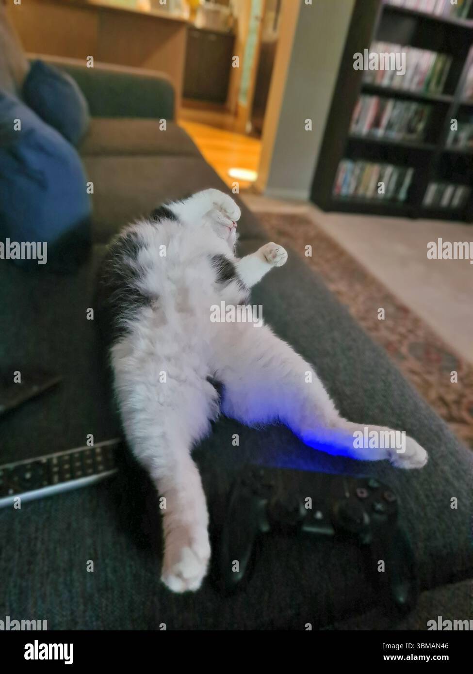 Gatto domestico in bianco e nero (Kitty) teso sulla schiena sul divano, sembra che abbia passato troppo tempo davanti alla TV Foto Stock