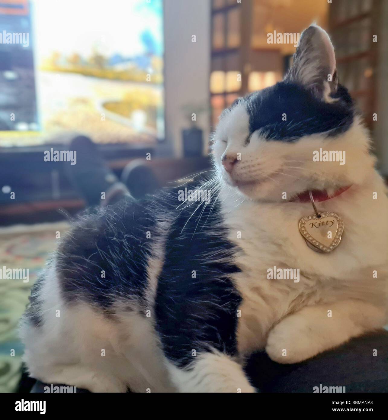 Il gatto domestico in bianco e nero (Kitty), che ha salvato il suo costume, si è allungato sulle mie gambe e si è spianato con un'etichetta cardiaca sul colletto Foto Stock