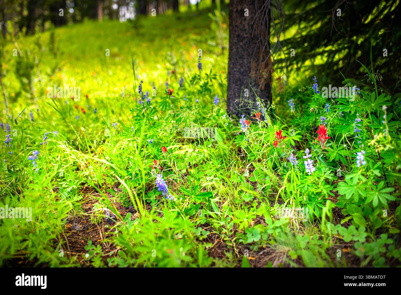 Pennello, fiori selvatici di lupino in estate fiori in Colorado primo piano sul percorso escursionistico Top of Vail Tour Ridge Foto Stock
