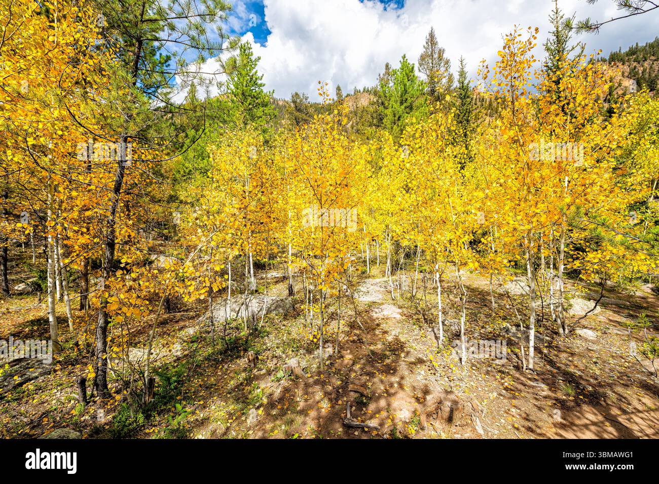 Aspen Golden Trees foresta autunnale Colorado Cottonwood Pass sentiero escursionistico con fogliame colorato giallo e ampio angolo Foto Stock Aspen Golden Trees foresta autunnale Colorado Cottonwood Pass sentiero escursionistico con fogliame colorato giallo e ampio angolo Foto Stock