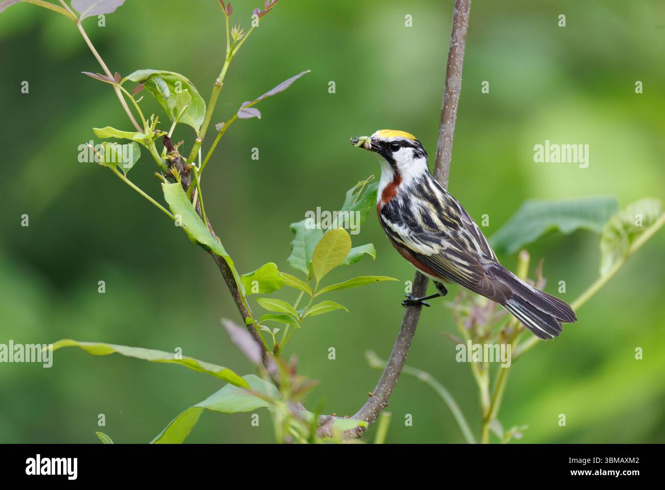 Parula maschile con fianchi di castagno in una mattina di giugno nel Wisconsin settentrionale. Foto Stock Parula maschile con fianchi di castagno in una mattina di giugno nel Wisconsin settentrionale. Foto Stock