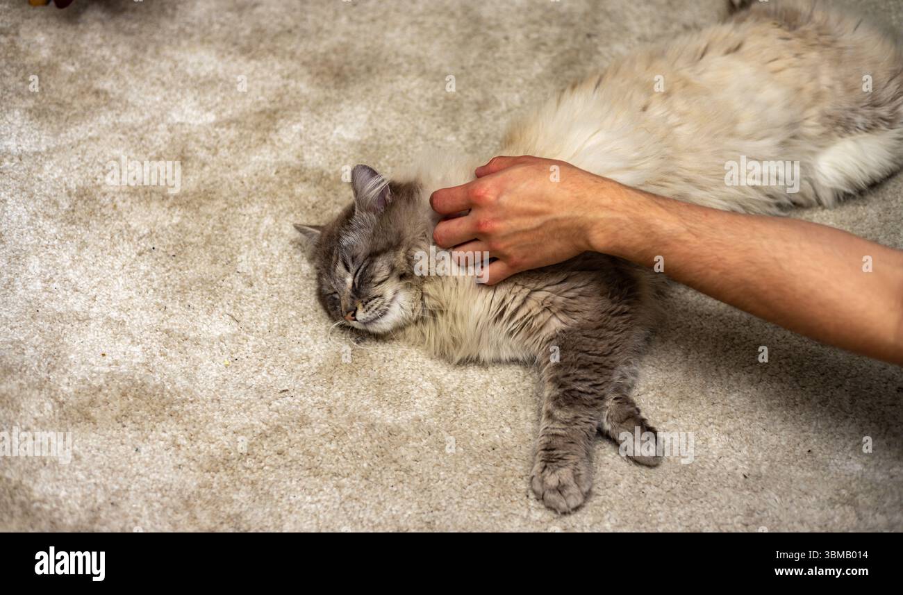 Cat Neva Masquerade. Accarezzare, sedersi, sdraiarsi, sbadigliare, guardare in alto Foto Stock