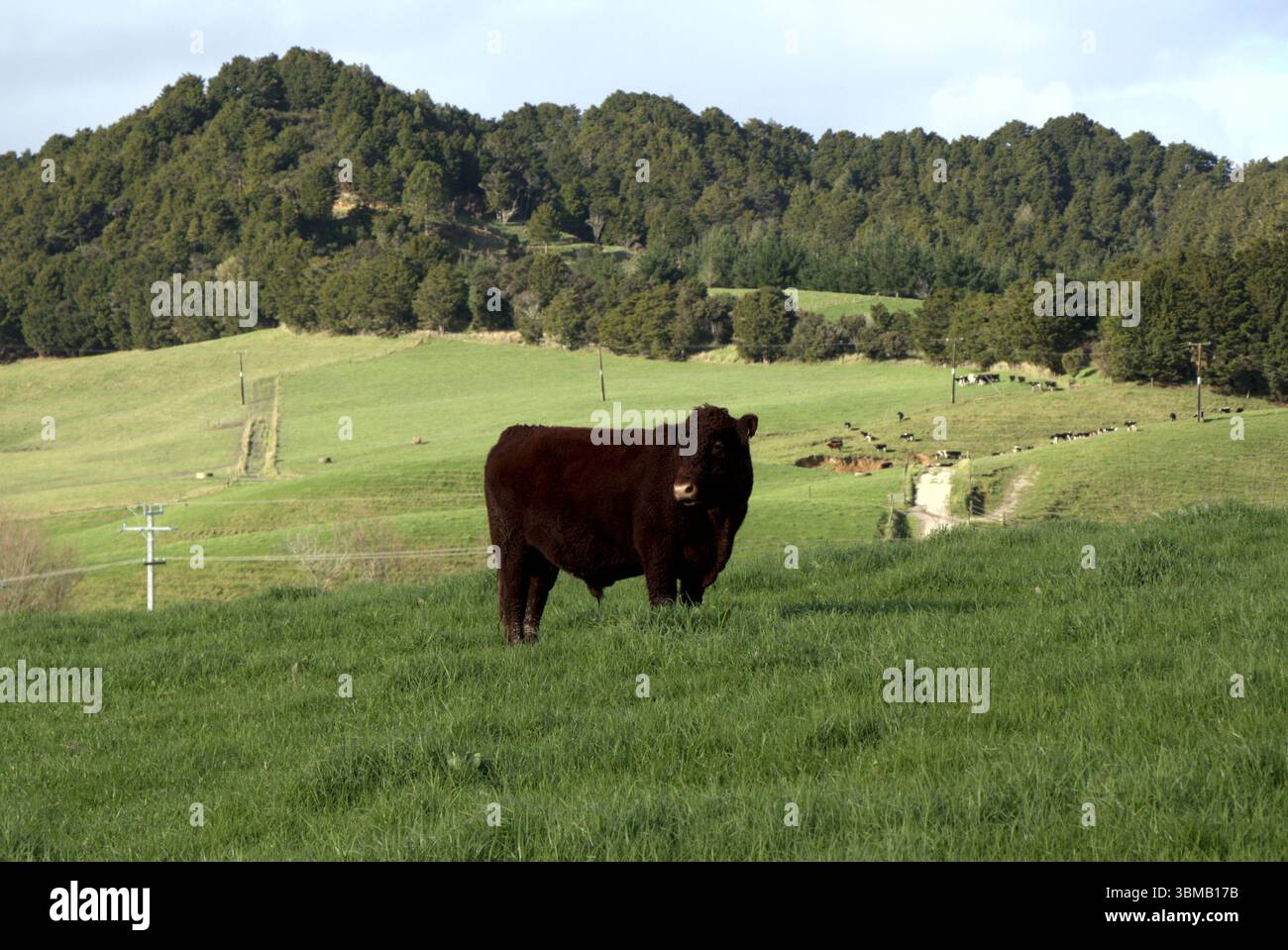 Toro marrone in piedi in un paddock di erba verde. Sullo sfondo si trovano colline ondulate ricoperte di alberi. Taipuha, Northland, nuova Zelanda Foto Stock