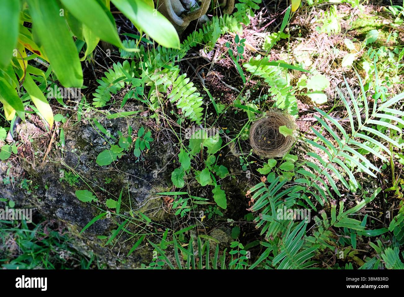 La coppa emisferica di un uccello nidifica sul terreno caduto da un albero soffiato dal vento durante la notte; finch o cardinale crestato rosso; Kauai, Hawaii. Foto Stock