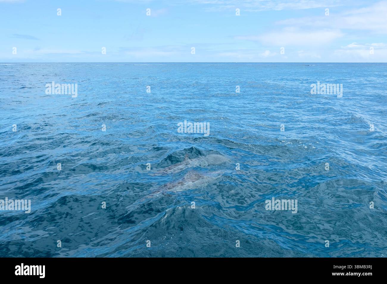 Due delfini hawaiani (Stenella longirostris) visibili sotto la superficie al largo della costa di Kauai, Hawaii; forma di delfino visibile sott'acqua. Foto Stock