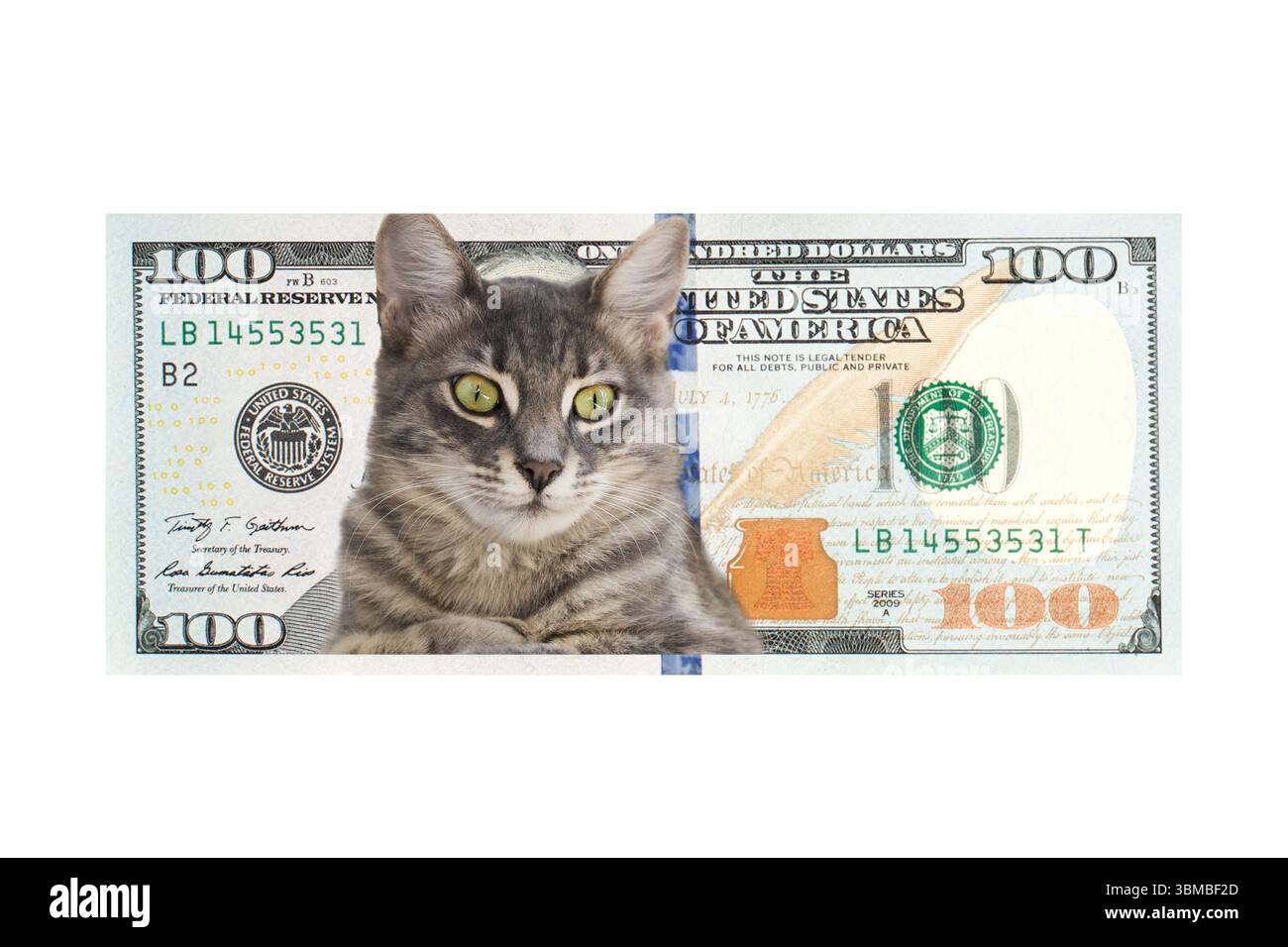 Ritratto domestico giocoso di gatto su banconota da 100 dollari isolata su sfondo bianco Foto Stock