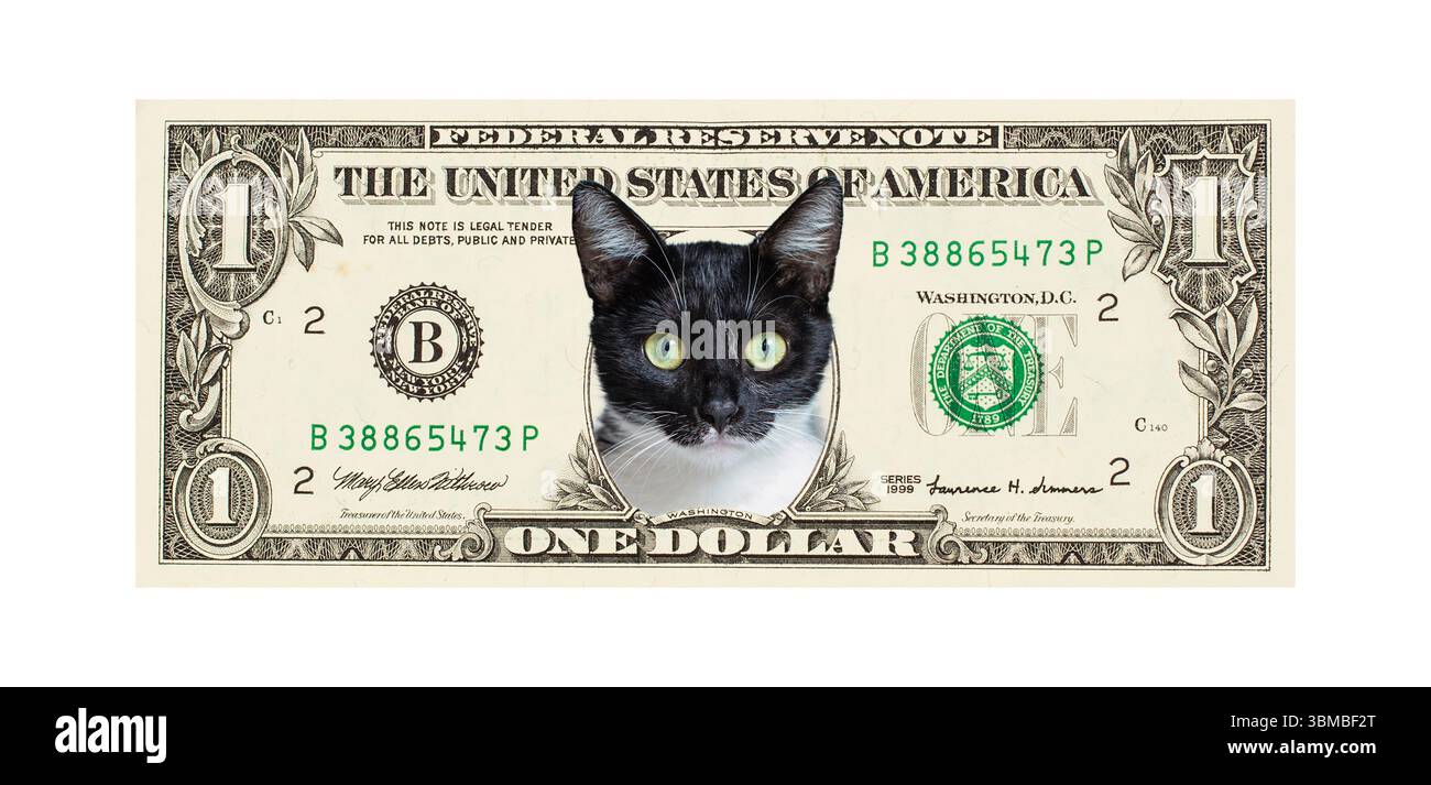 Divertente e soffice gatto animale domestico su banconota da dollaro americano isolato su sfondo bianco Foto Stock