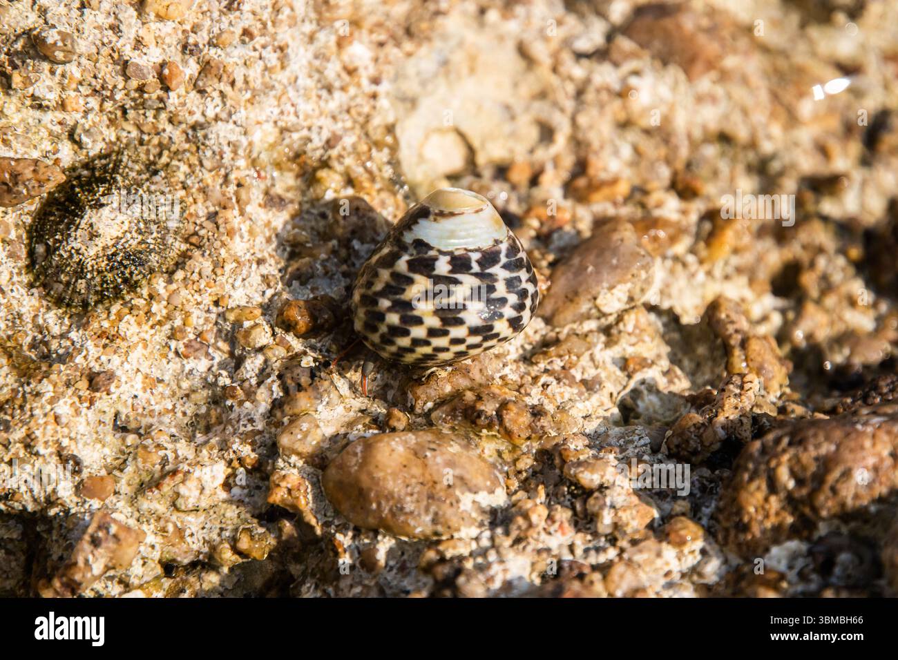 Una piccola chiocciola di mare con labbro di Monodonta, dentata periwinkle, con una chiocciola a motivi geometrici su un primo piano di una costa rocciosa illuminata dal sole Foto Stock