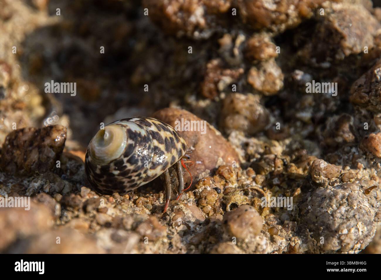 Una piccola chiocciola di mare con labbro di Monodonta, dentata periwinkle, con una chiocciola a motivi geometrici su un primo piano di una costa rocciosa illuminata dal sole Foto Stock