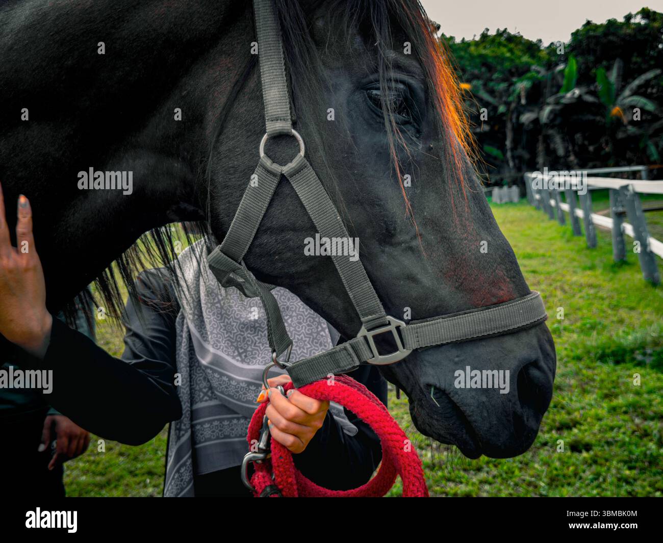 Primo piano profilo destro di un cavallo che viene delicatamente accarezzato sul collo dalla mano di una donna. Il viso della donna è fuori dall'inquadratura e la luce calda del sole si illumina Foto Stock