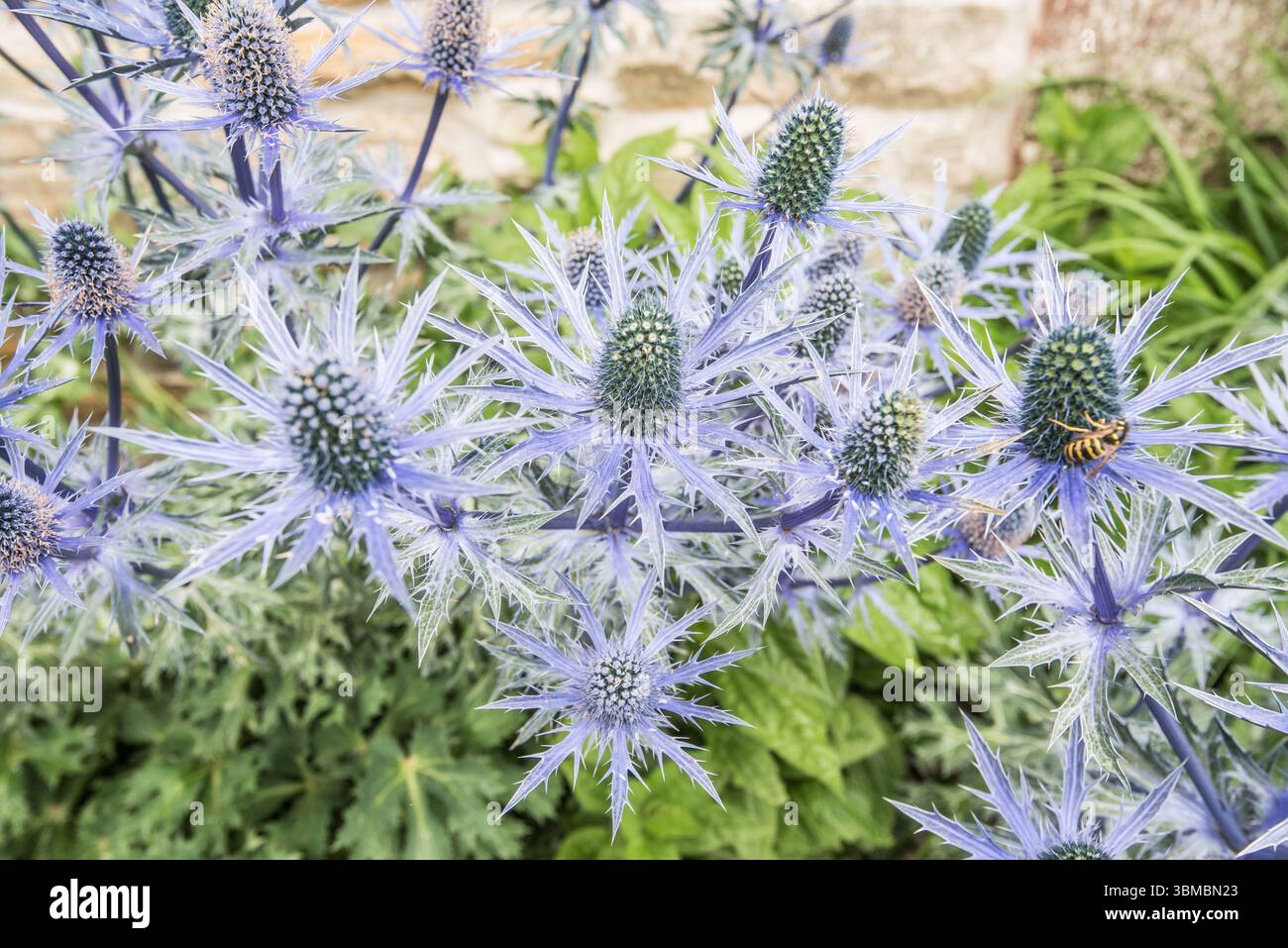 Un'impetuosa spruzzatura di colori azzurri vivaci con questo Eryngium. Forse è un Big Blue Zabelii? con sfumature di lapis lazzuli. Sea Holly. Foto Stock