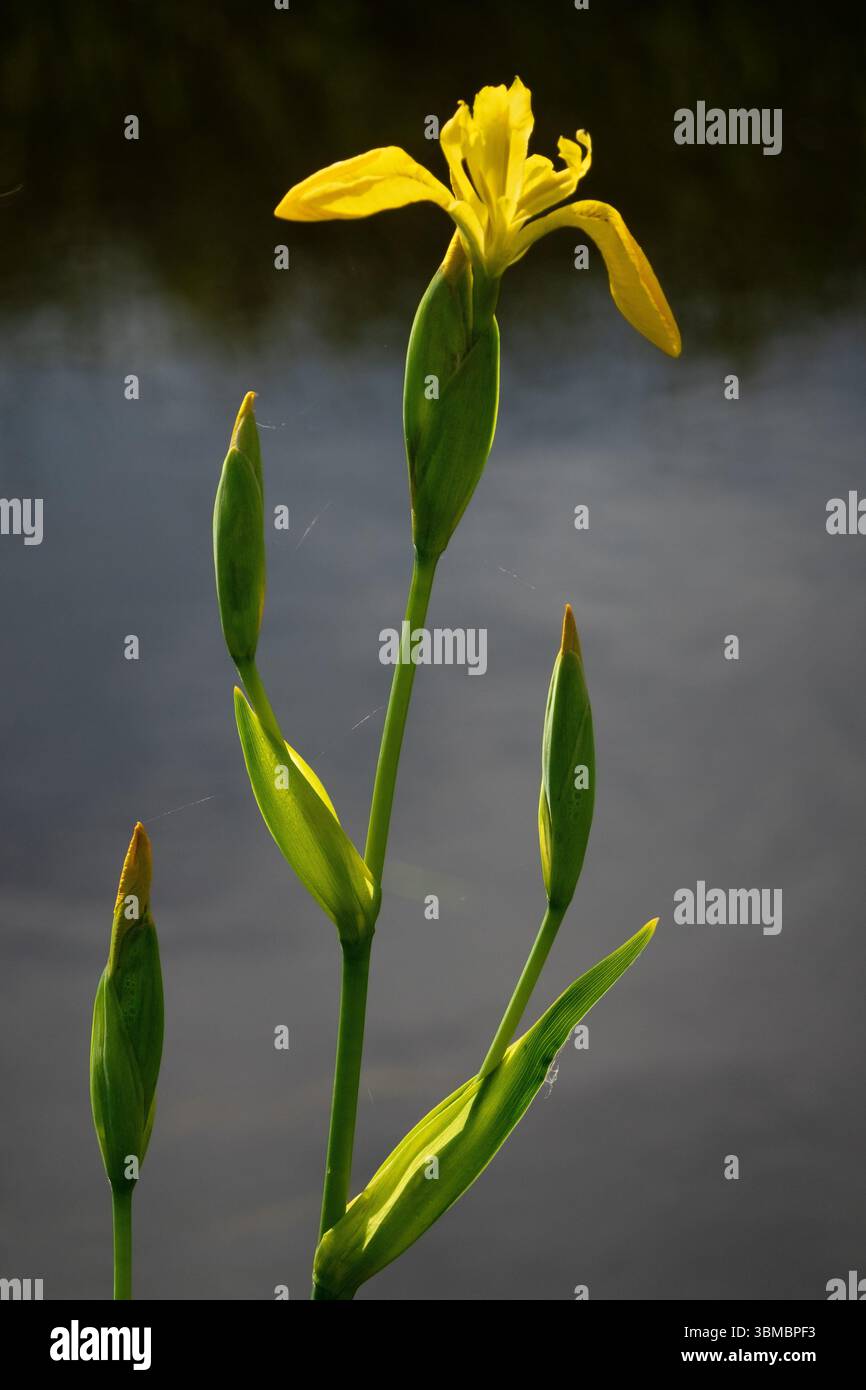 Fiori gialli e gemme di Iris gialli, noti anche come bandiera gialla o bandiera dell'acqua Foto Stock