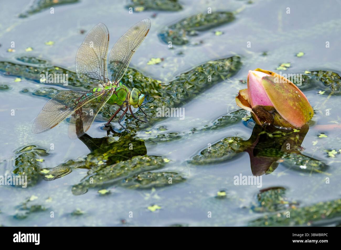 Dragonfly Imperatore femmina, Anax imperator, (forma blu) che dedica uova sull'erba dello stagno Foto Stock