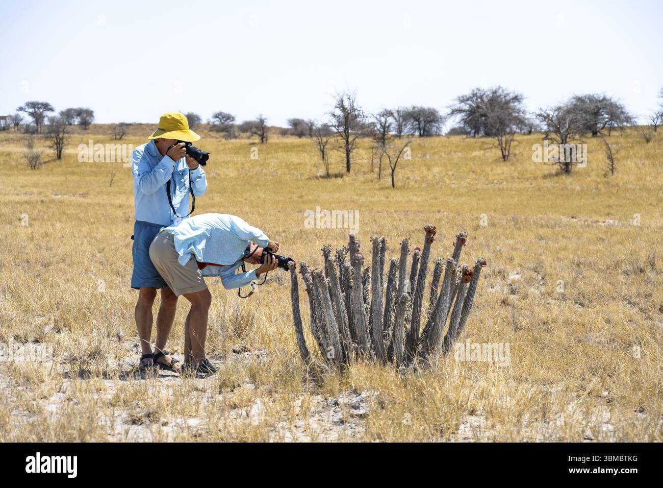 Un fotografo e un fotografo fotografano un cactus (Hoodia currorii) in un paesaggio asciutto con erba gialla, saline Makgadikgadi, Botswana, Africa Foto Stock