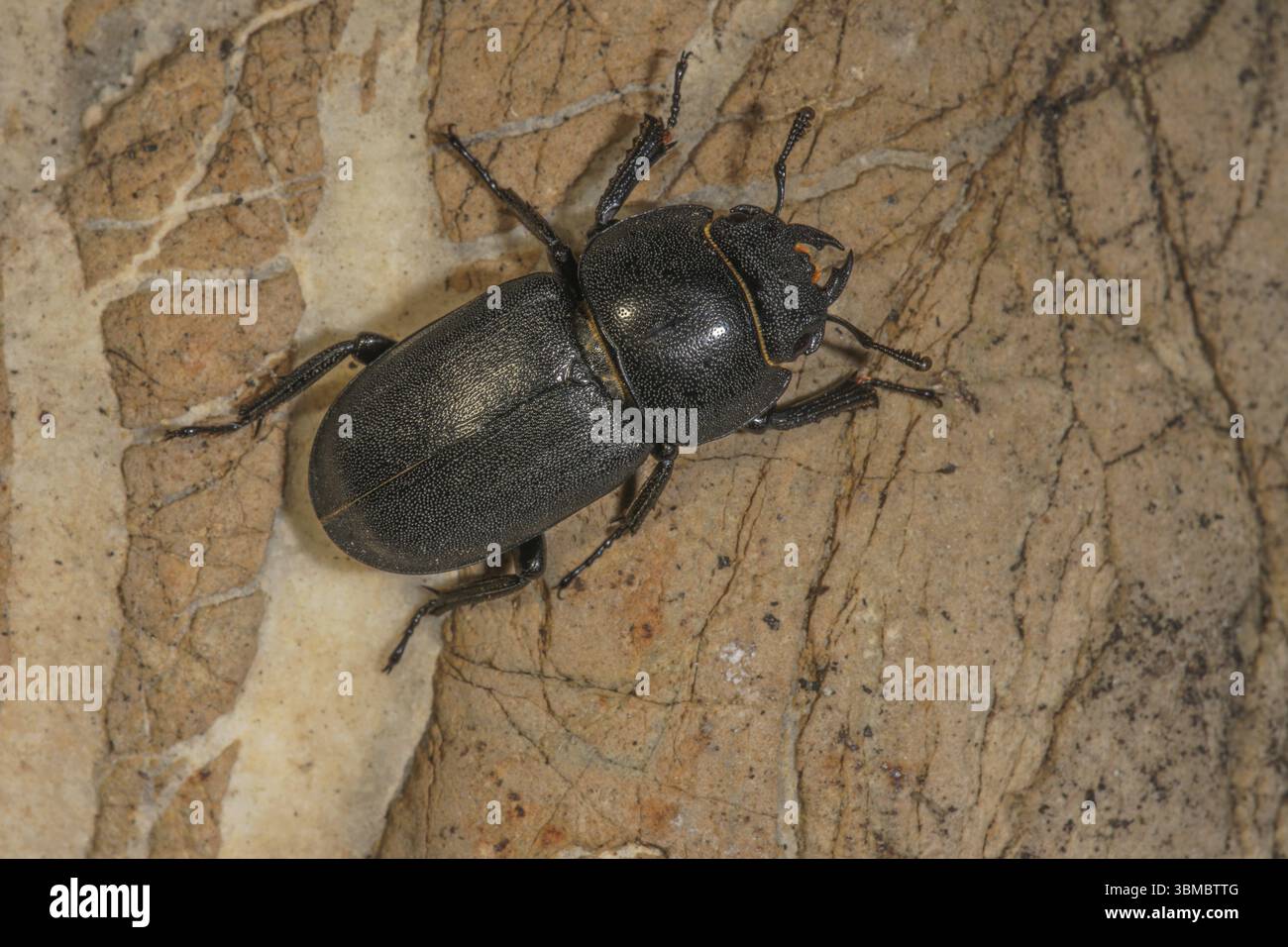 Uno scarabeo (Brossus cephalodes) seduto su una superficie di corteccia, Baden-Wuerttemberg, Germania, Europa Foto Stock