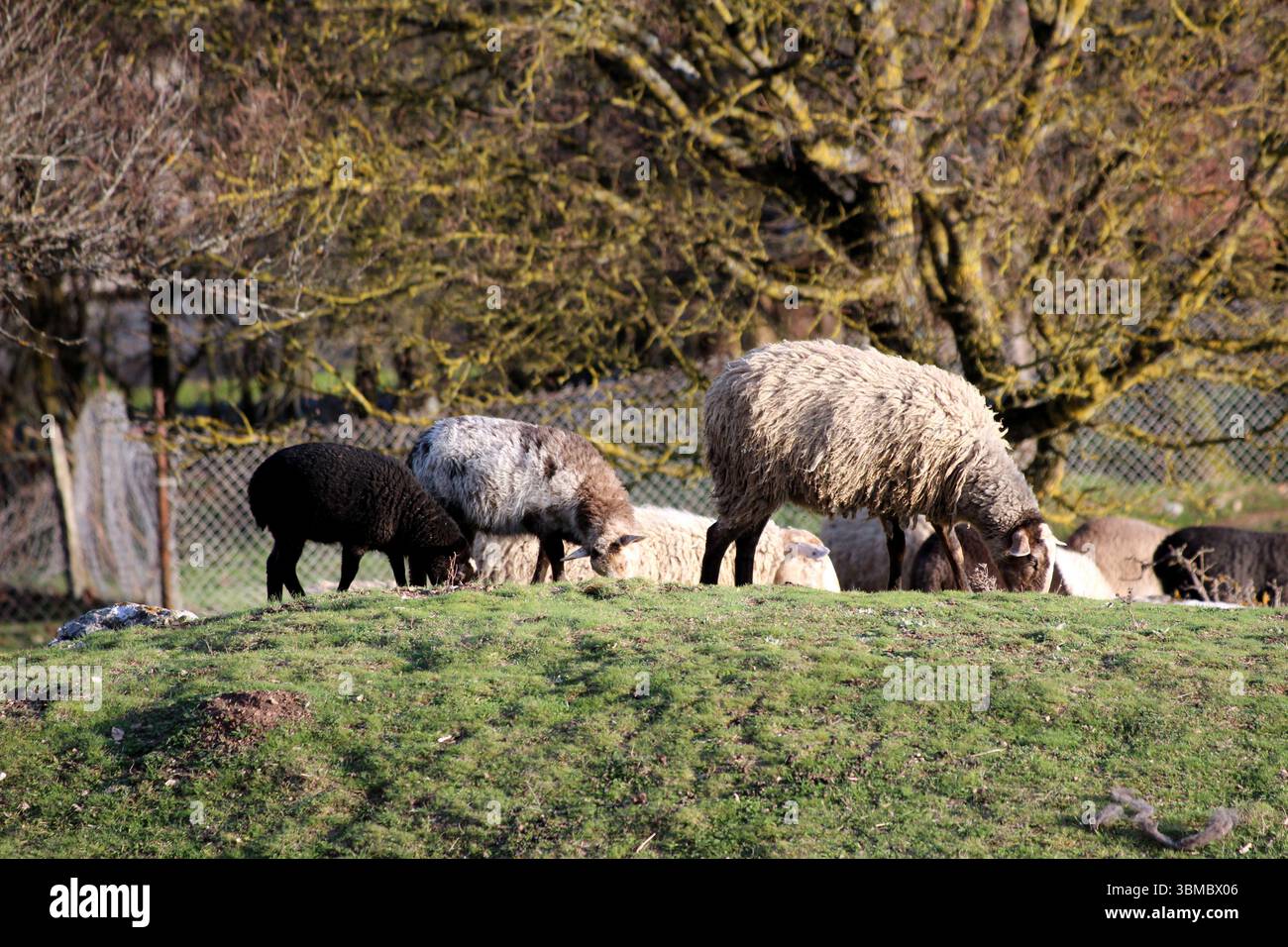 Un gruppo di pecore dai vari colori della lana, tra cui nero, grigio e bianco, pascolano su un tumulo erboso illuminato dal sole, con alberi senza fronzoli e recinzione di filo metallico Foto Stock