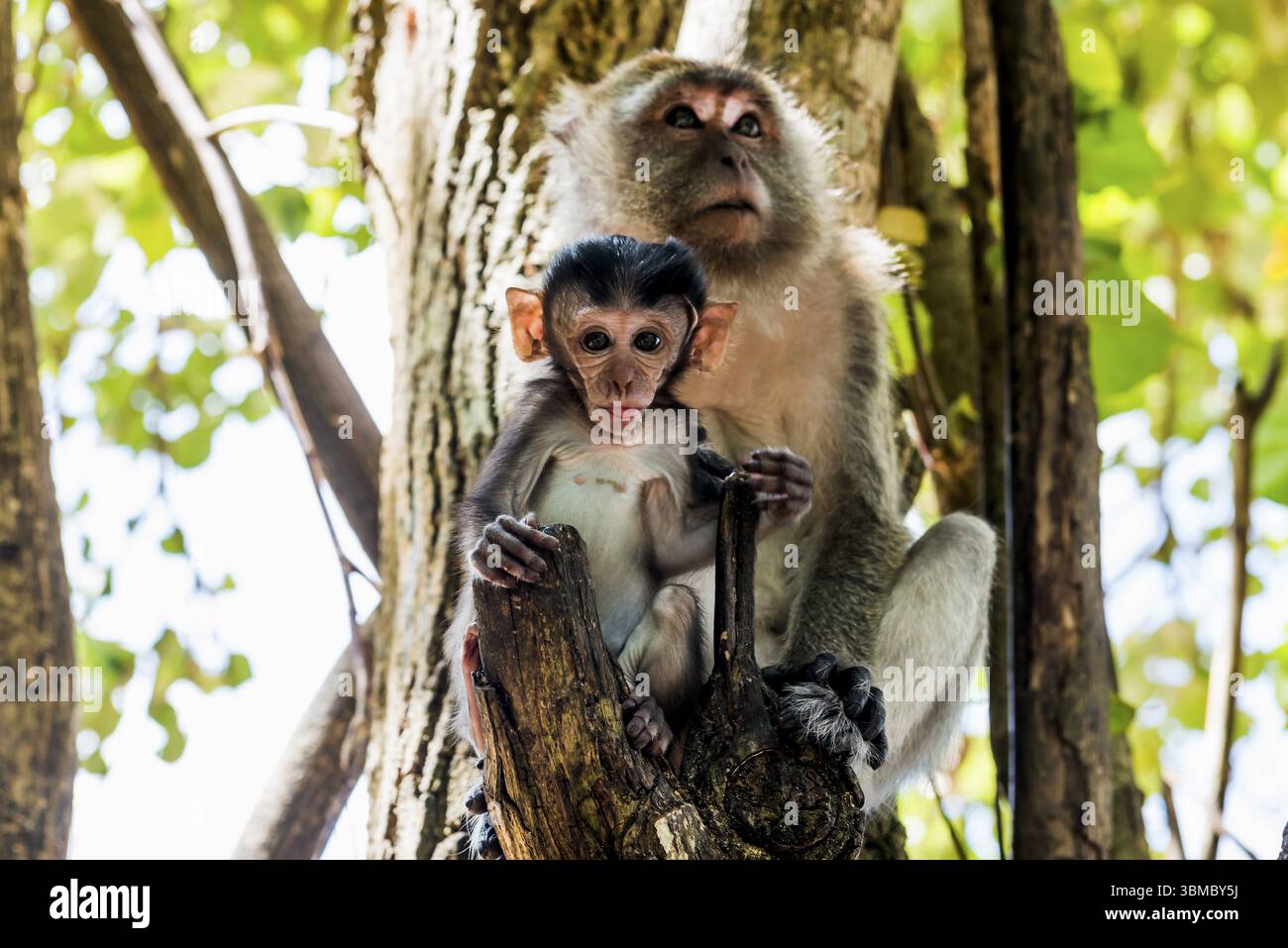 Scimmie sulla spiaggia, macachi, Ao Nang Beach, Ao Nang, Krabi, Thailandia, Asia Foto Stock