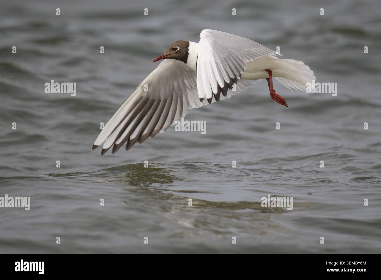 Gabbiano dalla testa nera (Chroicocephalus ridibundus) nel piumaggio estivo, volando sopra la superficie del mare, alla ricerca di piccoli pesci, vicino a Hvide Sande, Ringkobing Foto Stock