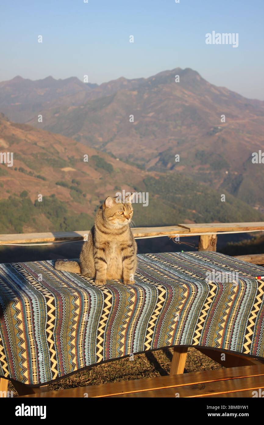 Un gatto tabby siede tranquillamente su una panchina coperta da un colorato tessuto etnico, che guarda il paesaggio montuoso inondato dalla calda luce del sole. Foto Stock
