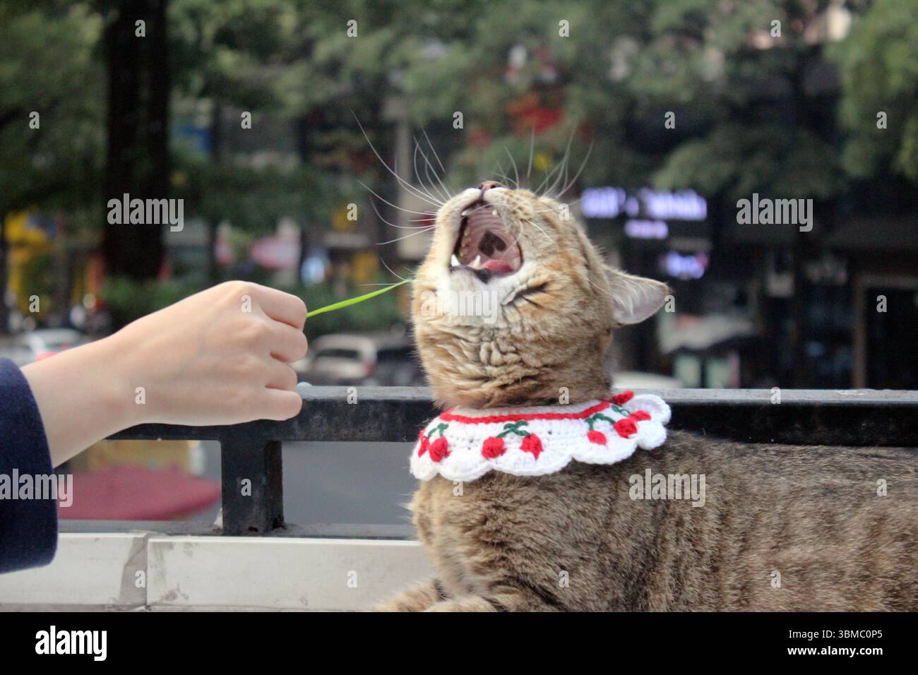 Una foto ravvicinata che cattura una caratteristica unica di un gatto tabby: Un segno nero a forma di cuore chiaramente visibile all'interno della bocca. Foto Stock