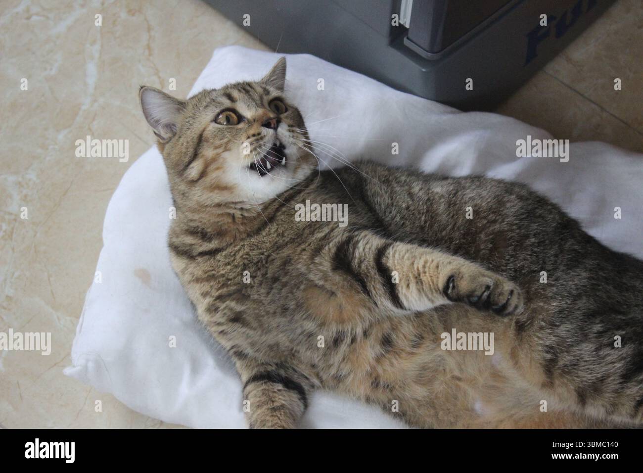 Un momento drammatico di un gatto tabby steso su un cuscino bianco Foto Stock