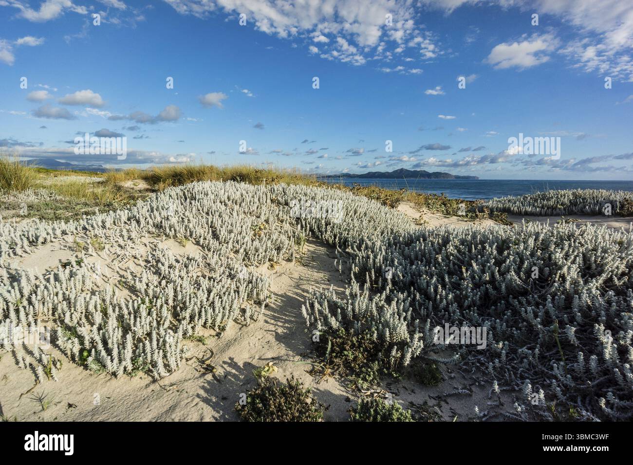 Spiaggia di es Dolc, dune di Son Real, baia di Alcudia, Santa Margarida, Maiorca, Isole Baleari, Spagna, Europa Foto Stock