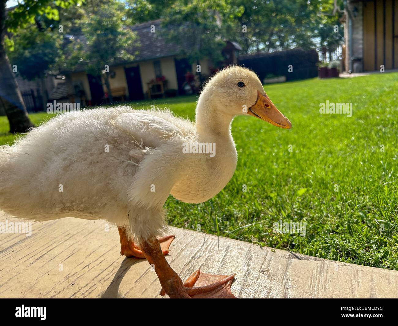 Adorabile anatra bianca che esplora un cortile illuminato dal sole con erba verde ed edifici rustici sullo sfondo. Perfetto scenario rurale estivo. - Immagine stock catturata con smartphone