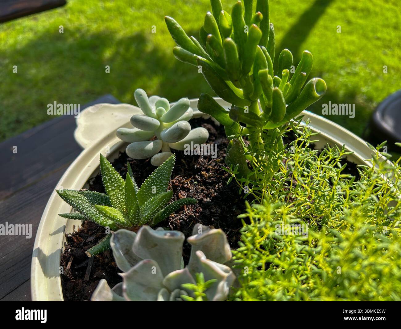 Primo piano di varie piante succulente in una pentola decorativa, bagnata dalla calda luce del sole mattutino, posta su un tavolo di legno con erba verde sullo sfondo - Immagine stock catturata con smartphone