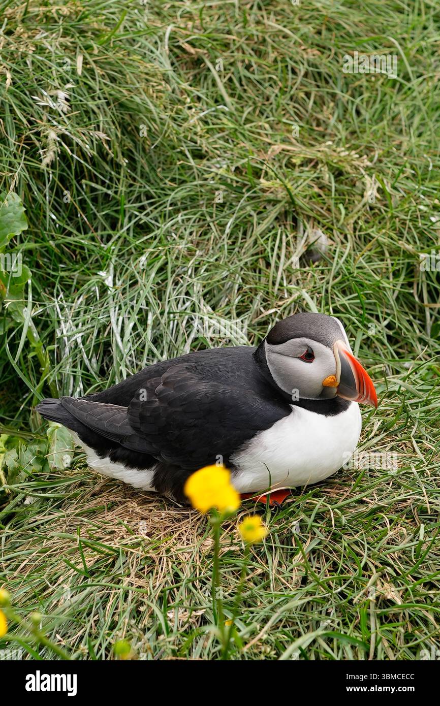 Incantevoli pulcinelle di mare che riposano in pace nella natura costiera incontaminata. Foto Stock