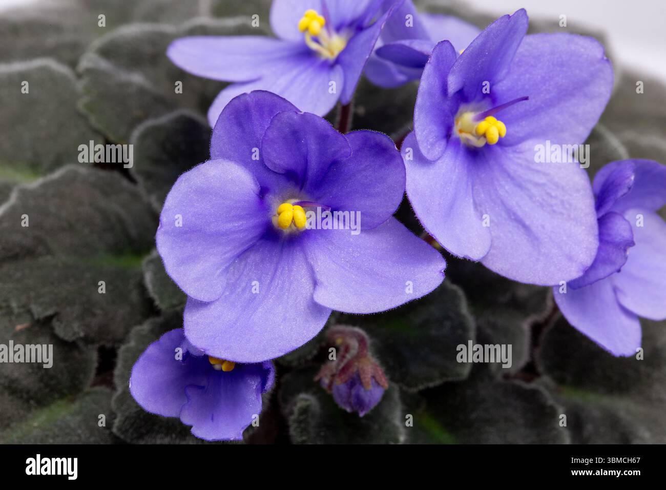primo piano di violette . Foto Stock