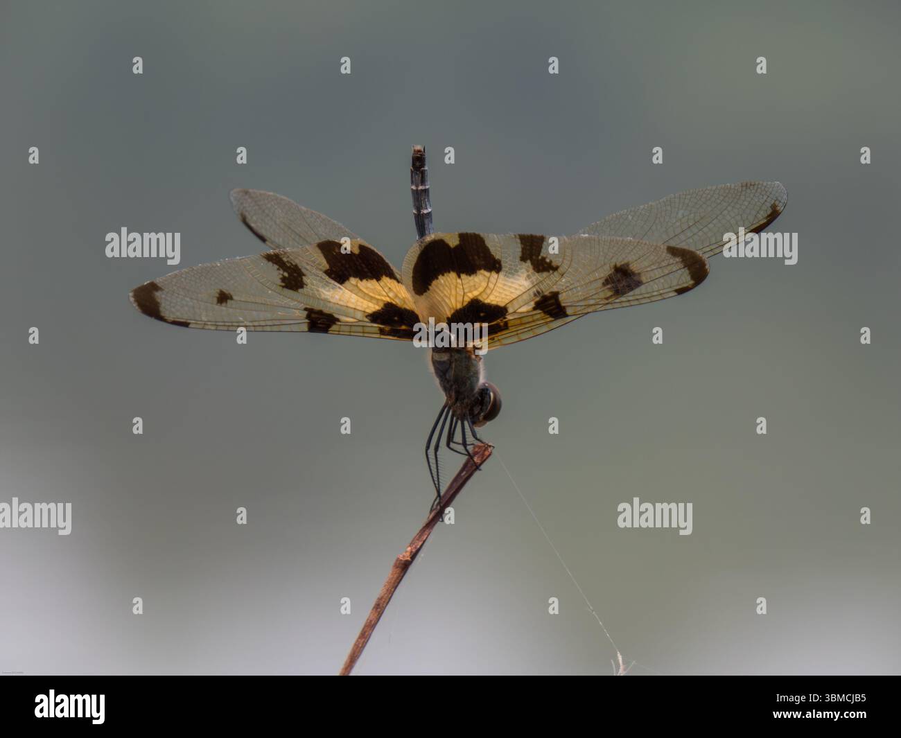 Una bella libellula (il pennant di halloween) che riposa su un ramo nella provincia di Chiang Rai, in Thailandia Foto Stock